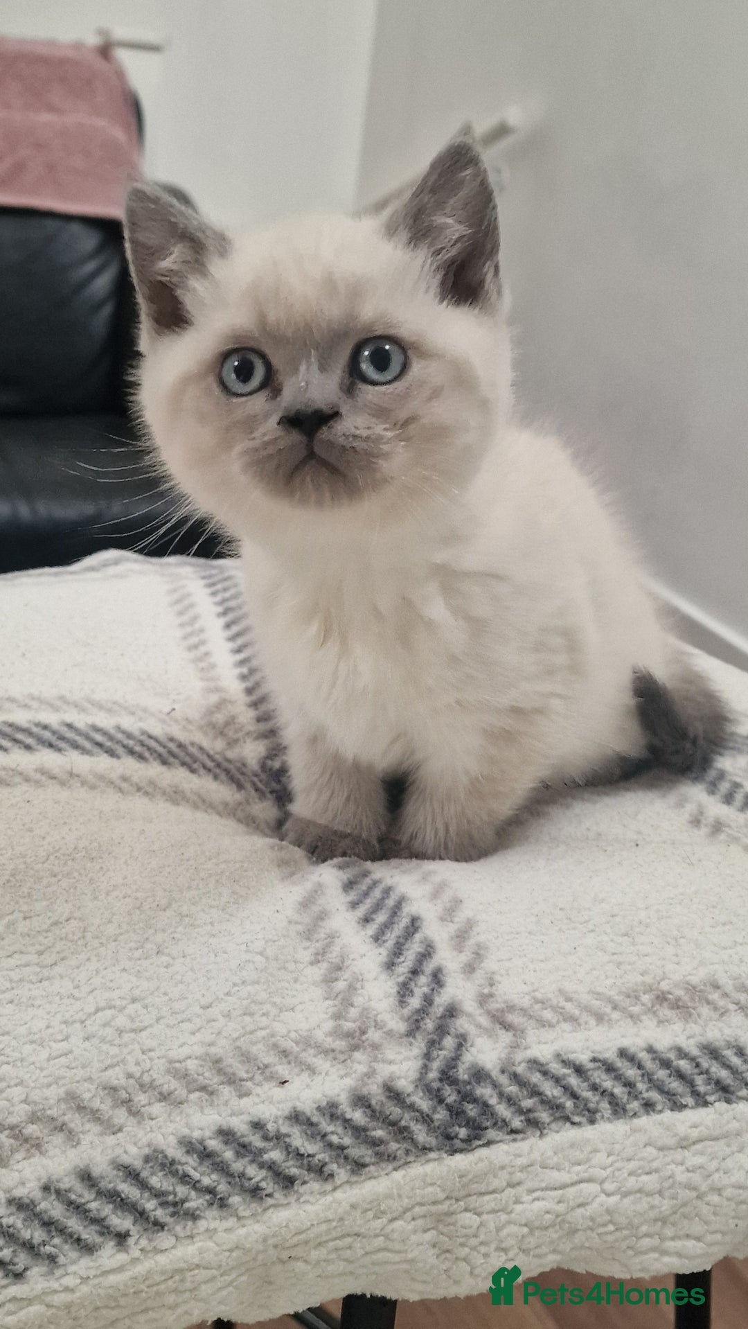 British Shorthair cats for sale: Scottish paddlefish  - Image 5