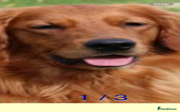 Golden Retriever dogs for sale: KC REG DARK RED GOLDEN RETRIEVER PUPPIES  - Image 14