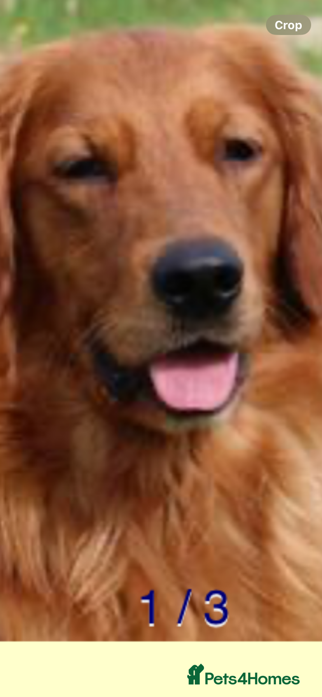 Golden Retriever dogs for sale: KC REG DARK RED GOLDEN RETRIEVER PUPPIES  - Image 14