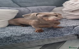 Dachshund dogs for stud: PROVEN STUD miniature dashund - Image 5