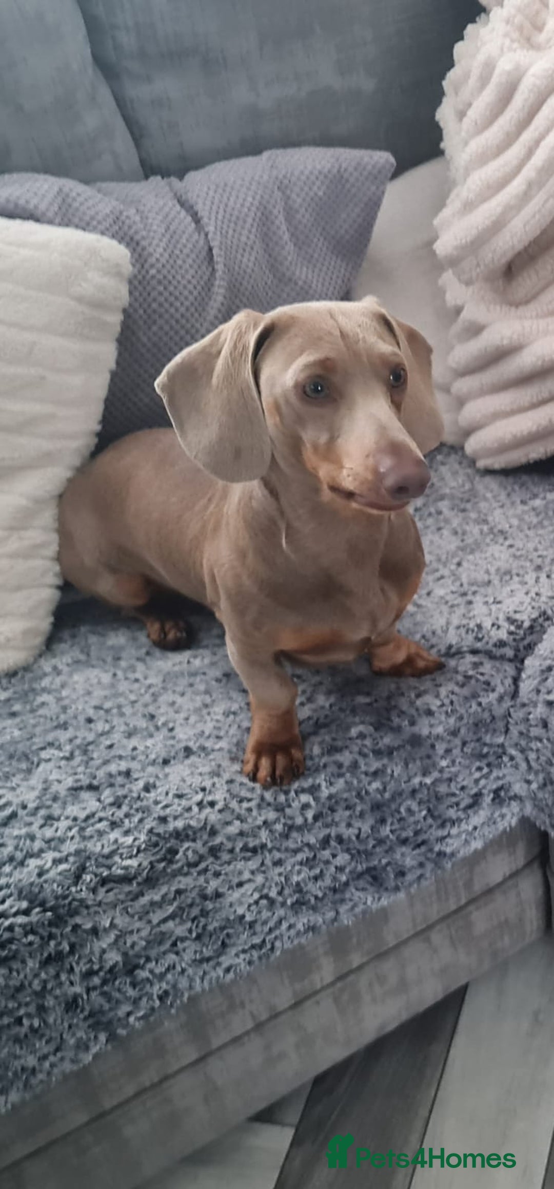 Dachshund dogs for stud: PROVEN STUD miniature dashund - Image 5
