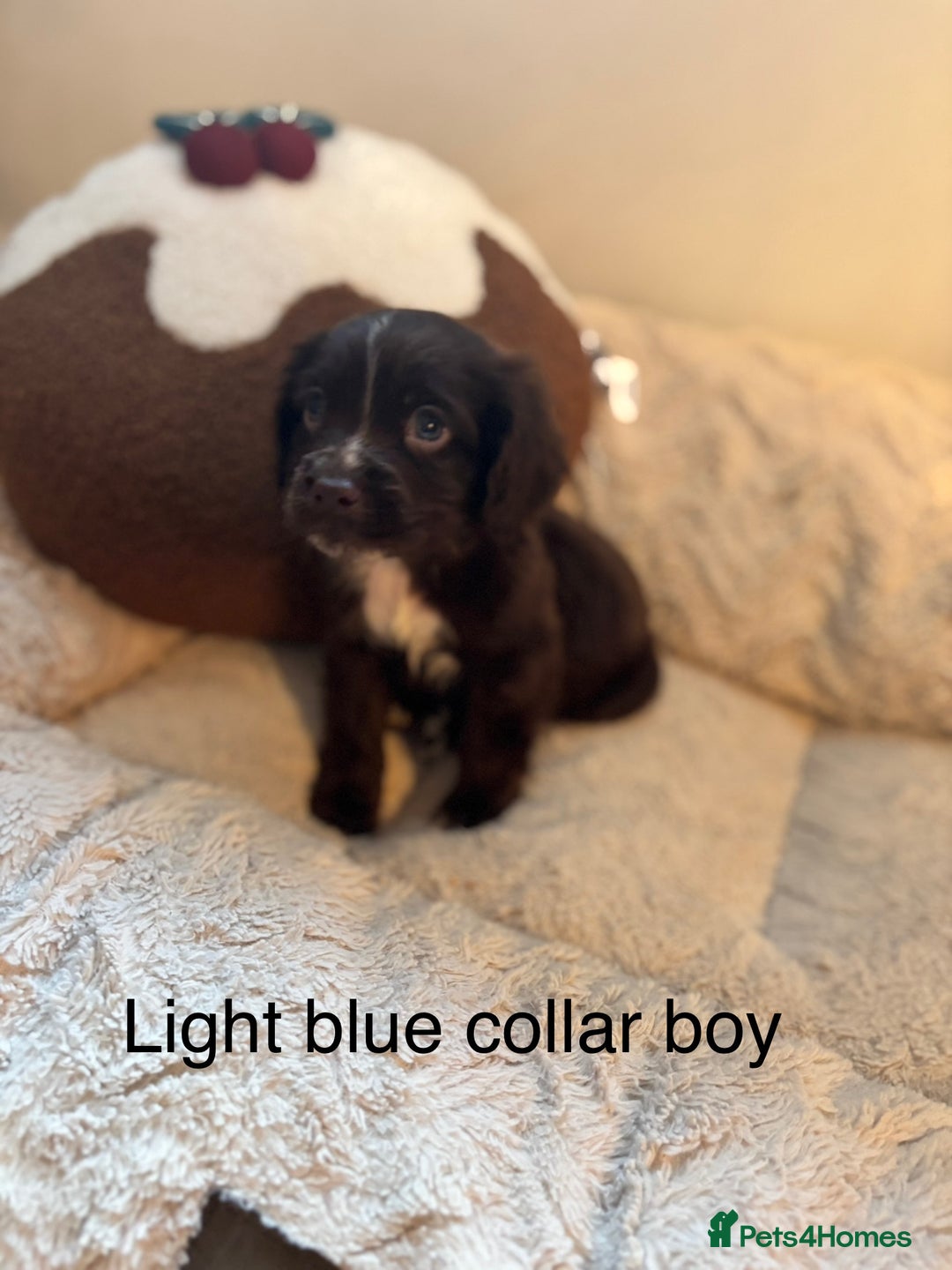 Sprocker dogs for sale: 🐾5 beautiful F1B sprocker spaniels - Advert 3