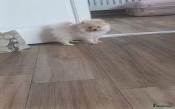 Pomeranian dogs for sale: Beautiful russian teddy pomeranians - Image 9