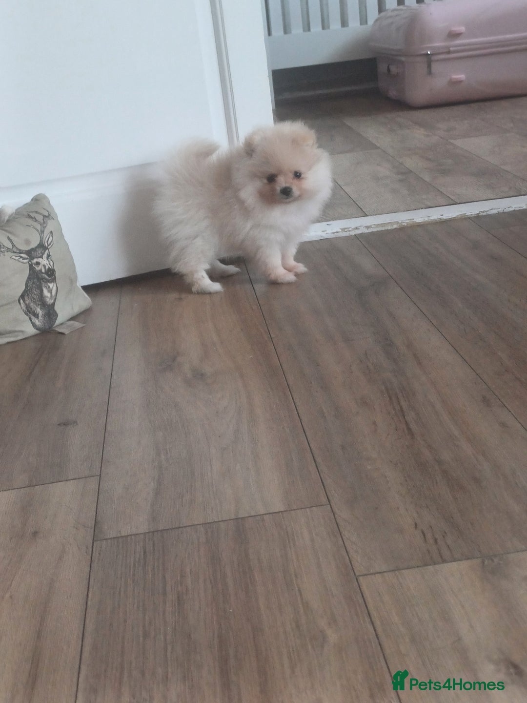 Pomeranian dogs for sale: Beautiful russian teddy pomeranians - Image 9