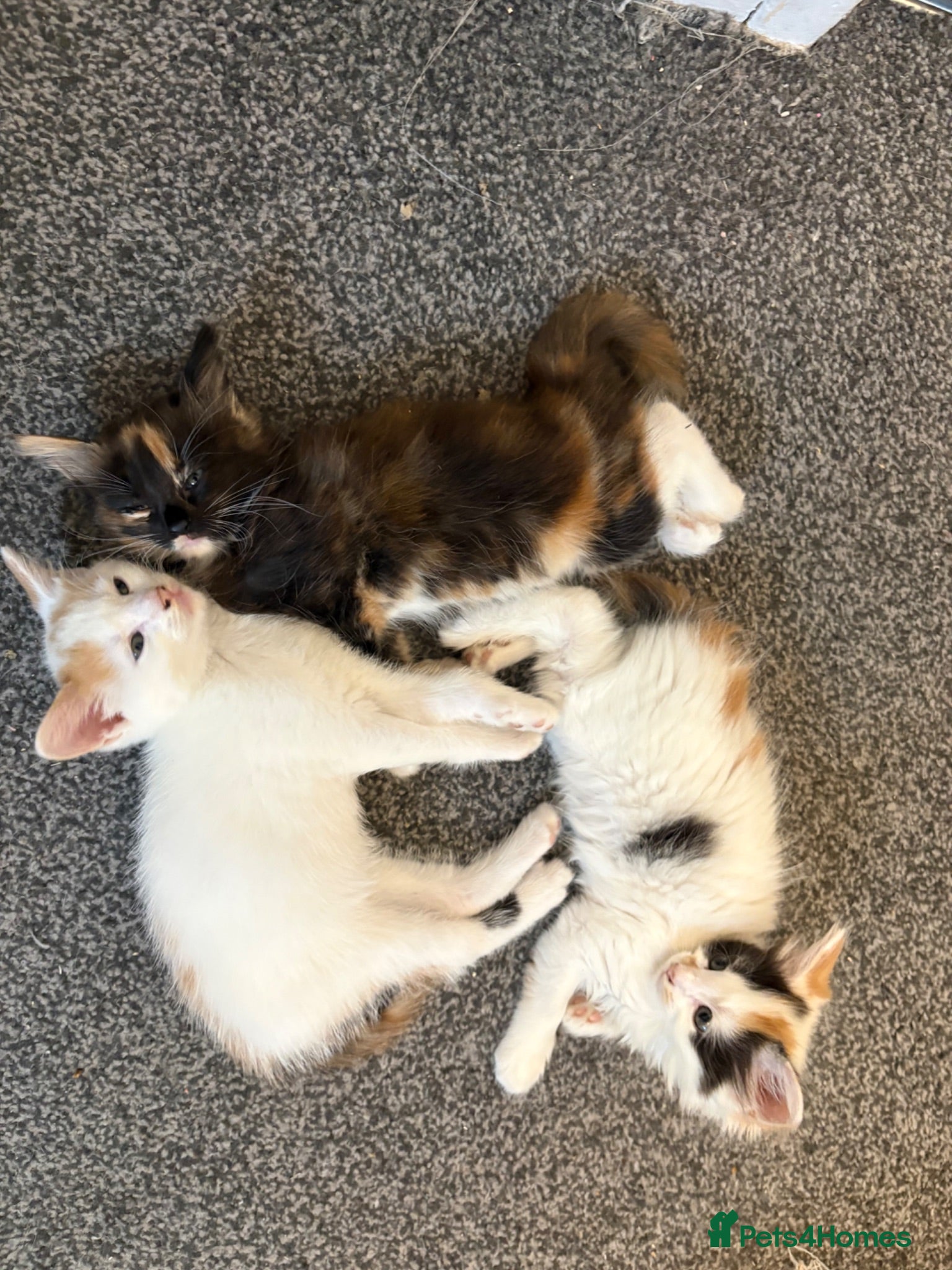 Mixed Breed cats Beautiful calico and tortoishell kittens - Advert 7