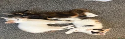 Mixed Breed cats for sale: Beautiful calico and tortoishell kittens - Advert 1