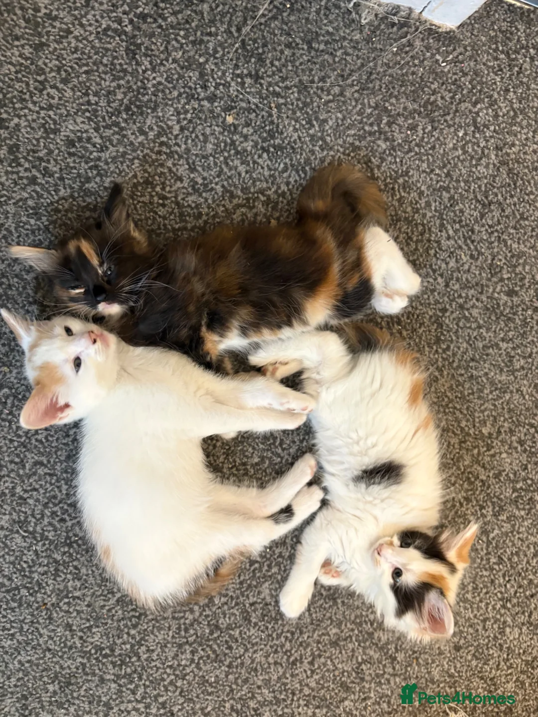 Mixed Breed cats for sale: Beautiful calico and tortoishell kittens - Advert 1