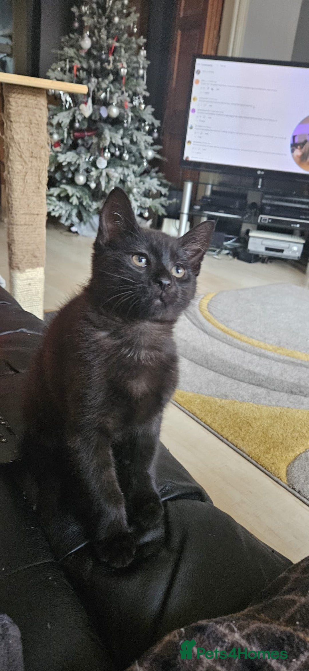 Maine Coon cats for sale: Maine coon cross kitten  - Advert 2