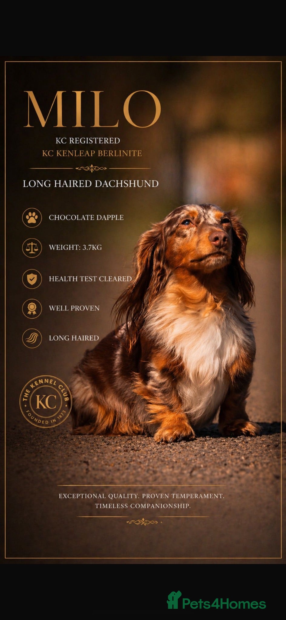 Miniature Dachshund dogs Miniature dachshund long haired - Advert 2