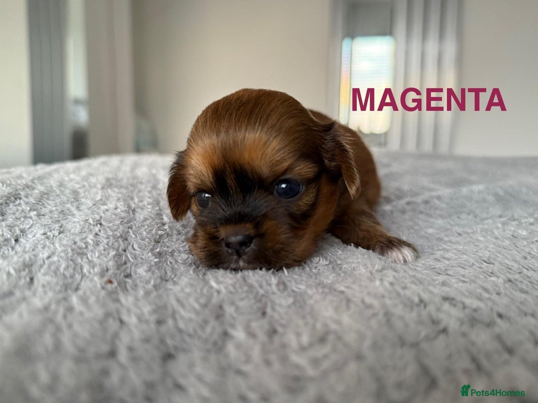 Lhasa Apso dogs for sale: Full Pedigree KC REG LHASA APSO PUPPIES !!! - Image 3