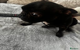 French Bulldog dogs for sale: Very sad sale of our female french bulldog  - Image 3