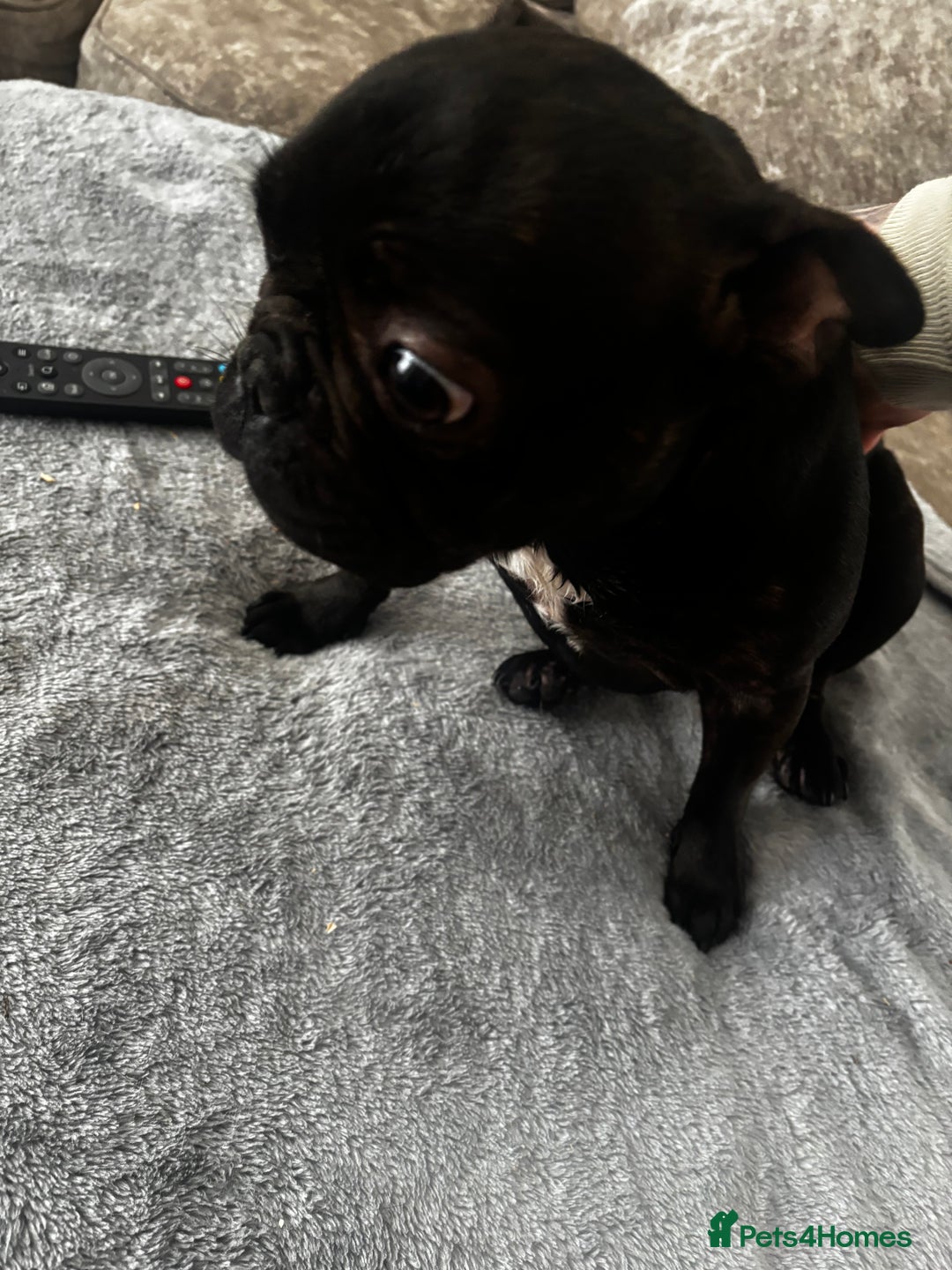 French Bulldog dogs for sale: Very sad sale of our female french bulldog  - Image 3