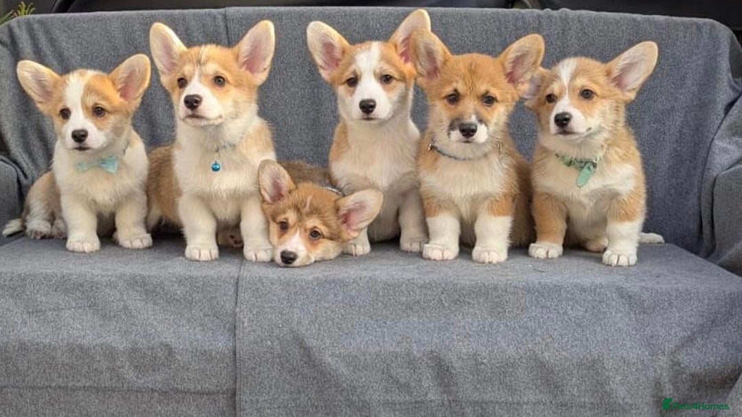Welsh Corgi Pembroke dogs for sale: Health tested Quality Pembrokeshire Corgie Puppies - Image 7