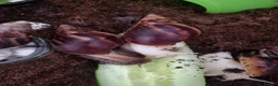 Snails invertebrates for sale: 🐌 10 Beautiful Giant African Land Snails 🐌 in Plymouth - Advert 14