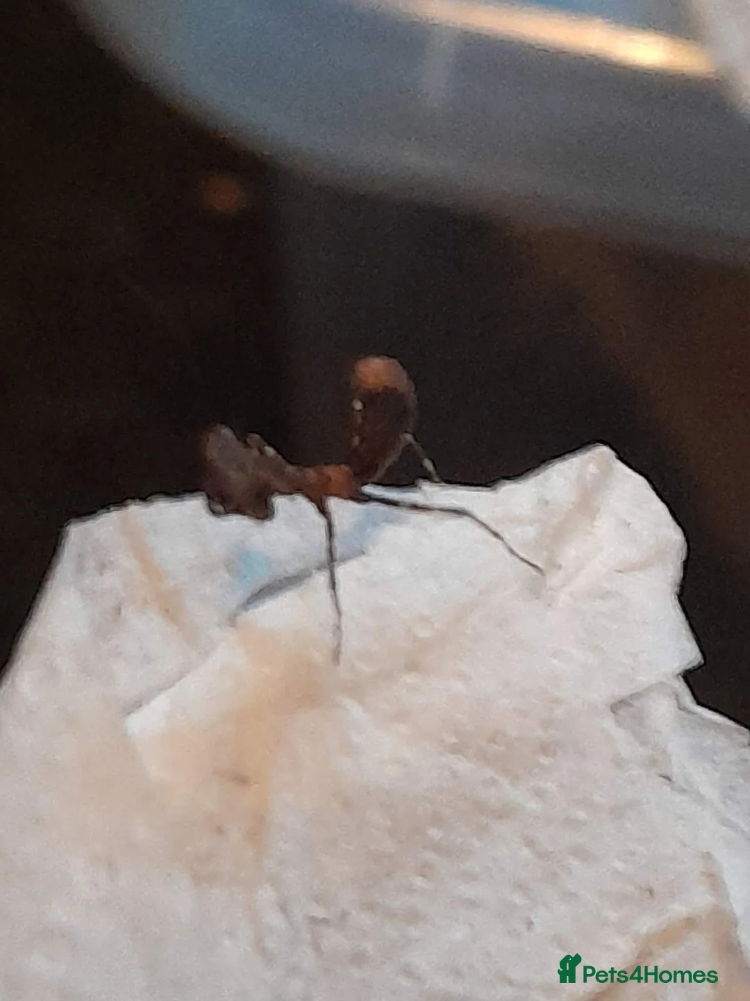 Praying Mantis invertebrates for sale: Dead Leaf Mantis ( Deroplatys dessicata) I3/I4  - Advert 5