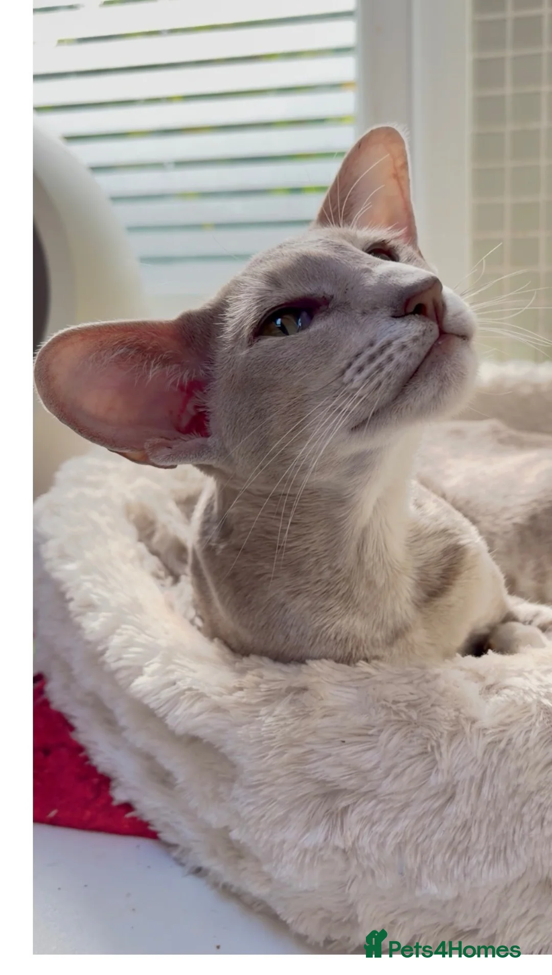 Oriental cats for sale: Stunning lilac ticked girl  - Advert 4
