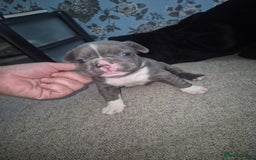 French Bulldog dogs for sale: French bulldogs - Image 4