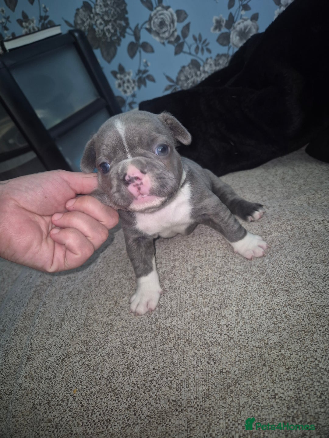 French Bulldog dogs for sale: French bulldogs - Image 4