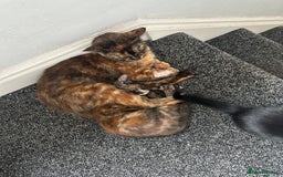Maine Coon cats for sale: Tortoiseshell Girl - Image 4