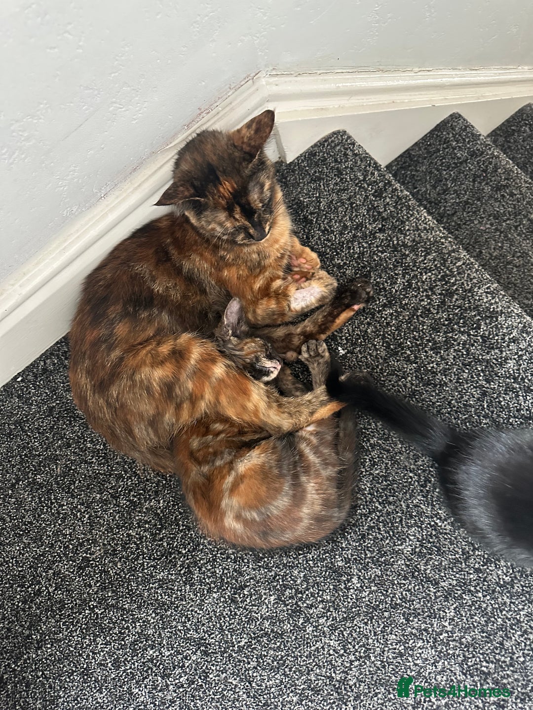 Maine Coon cats for sale: Tortoiseshell Girl - Image 4