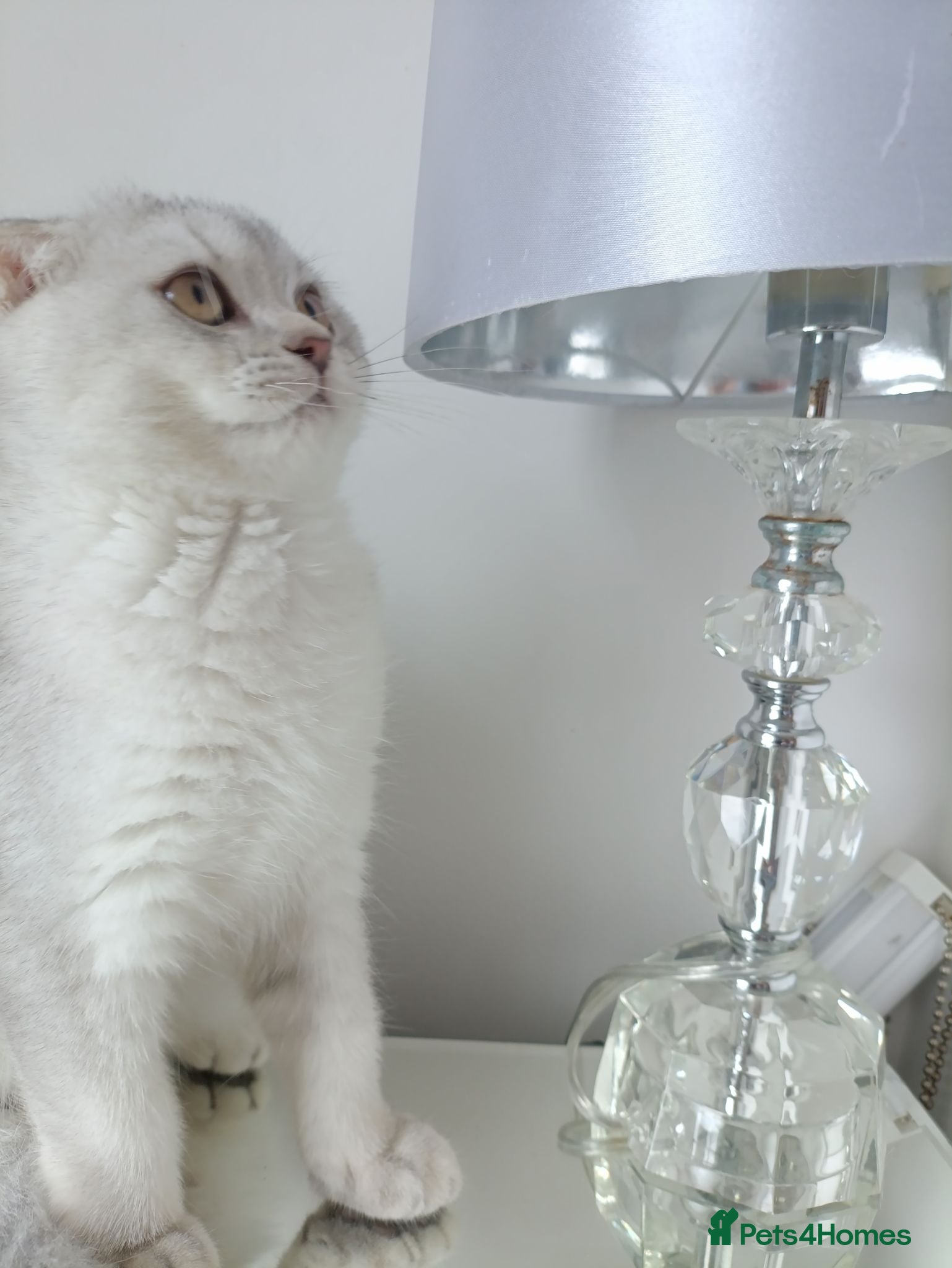 Scottish Fold cats Scottish fold girl  - Advert 6