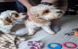 Cavapoo dogs for sale: Beautiful black and white cavapoo’s puppies - Advert 15