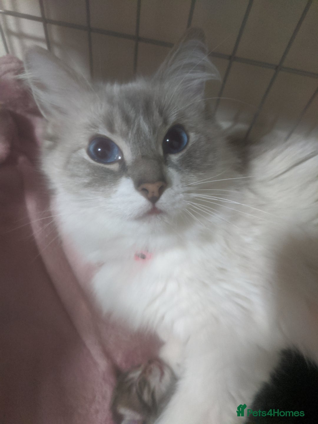 Ragdoll cats for sale: Ragdoll cross kittens for sale  - Advert 2