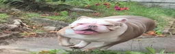 Olde English Bulldogge dogs for sale: 5 year old female  - Advert 7