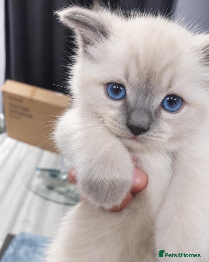 Ragdoll cats for sale: 🏆🥇Champion Bloodline🧸😻Ragdolls💖 - Advert 1