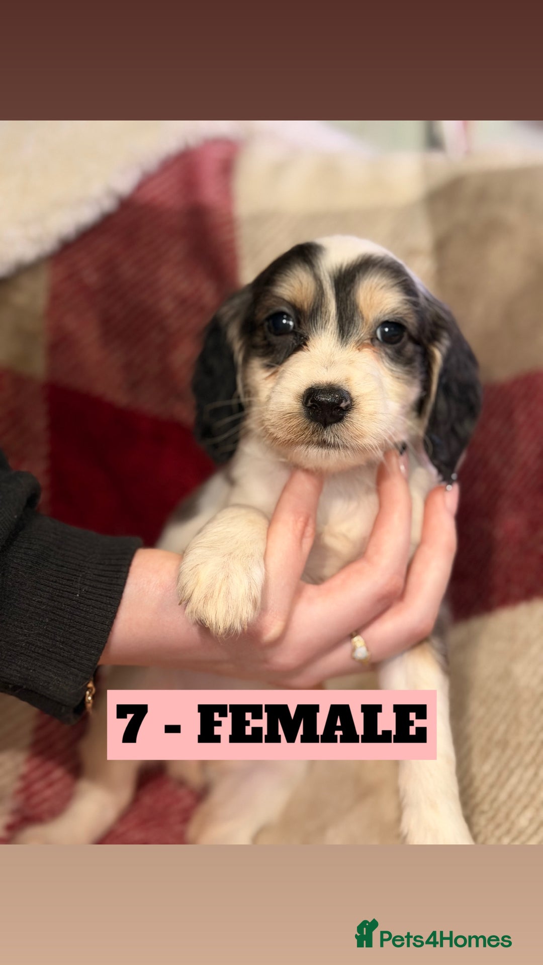Cockapoo dogs for sale: BEAUTIFUL F2 COCKAPOO PUPPIES - 4 BOYS AND 4 GIRLS - Advert 23