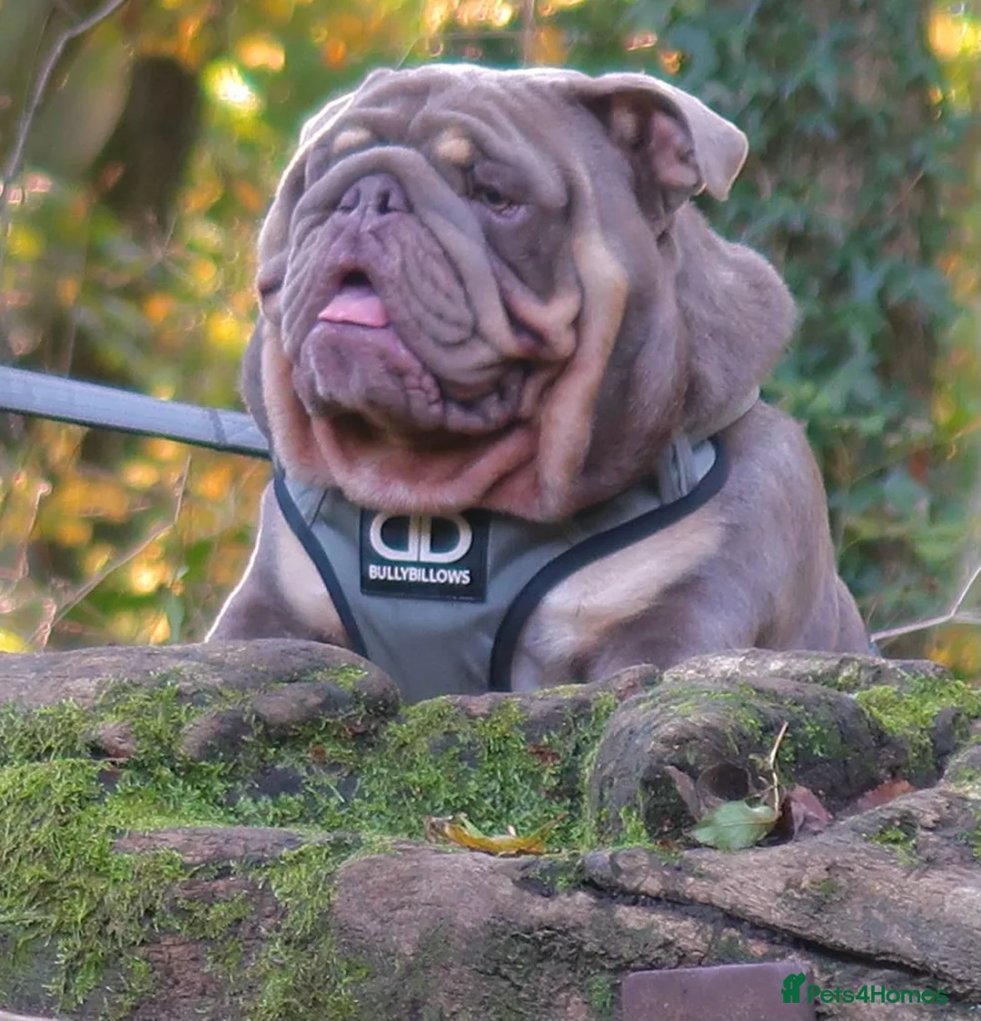 English Bulldog dogs for stud: CREATEABULLZ 🚨LOADED-LUX REDUCED  in Manchester - Advert 15