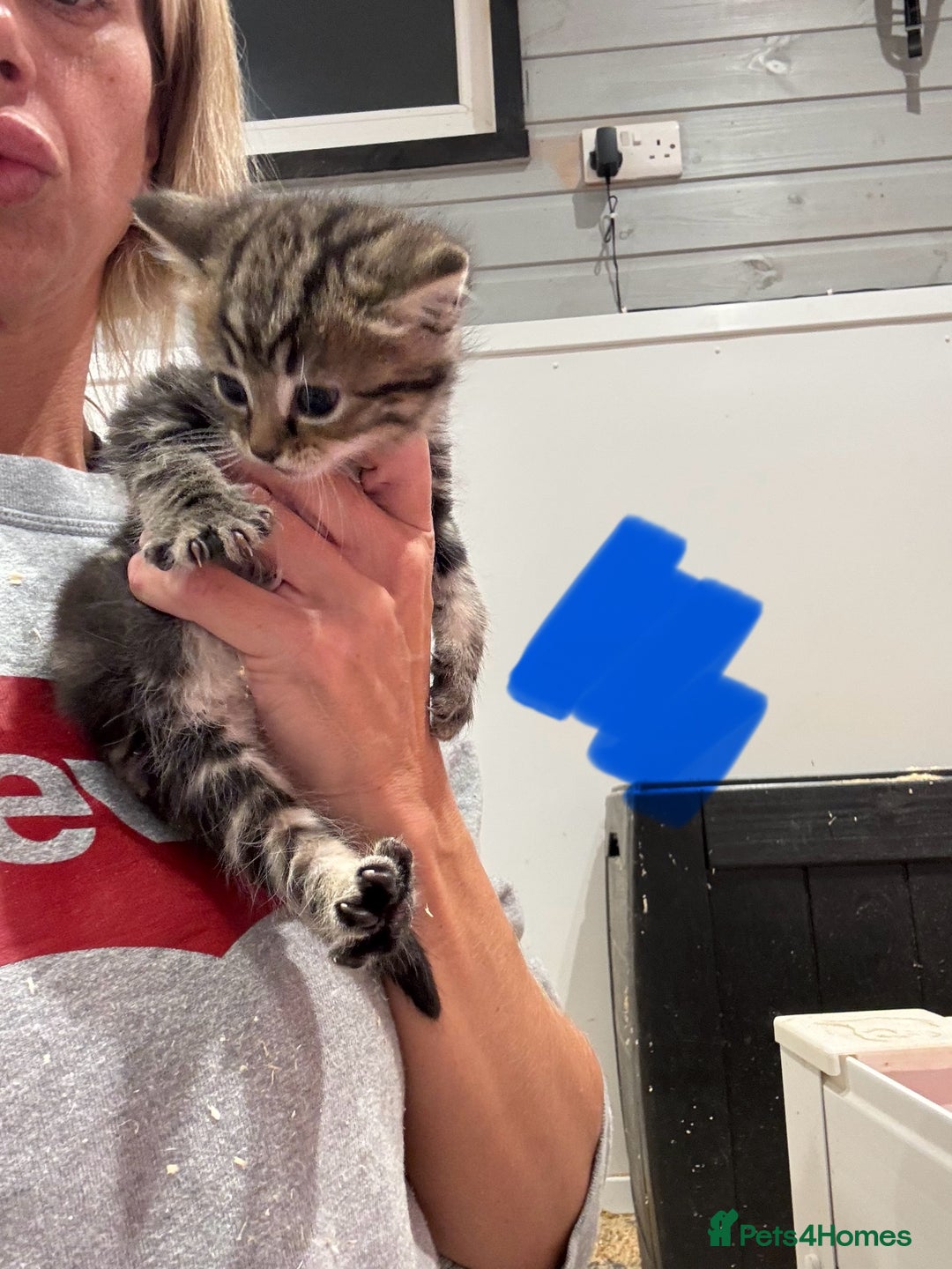 Mixed Breed cats for sale: 5 lovely kittens for sale  - Image 20