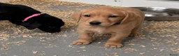 Labrador Retriever dogs for sale: 2 kc chunky Labrador pups ready now  - Advert 2