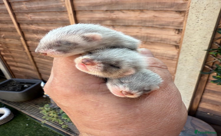 Ferret rodents - Advert 7