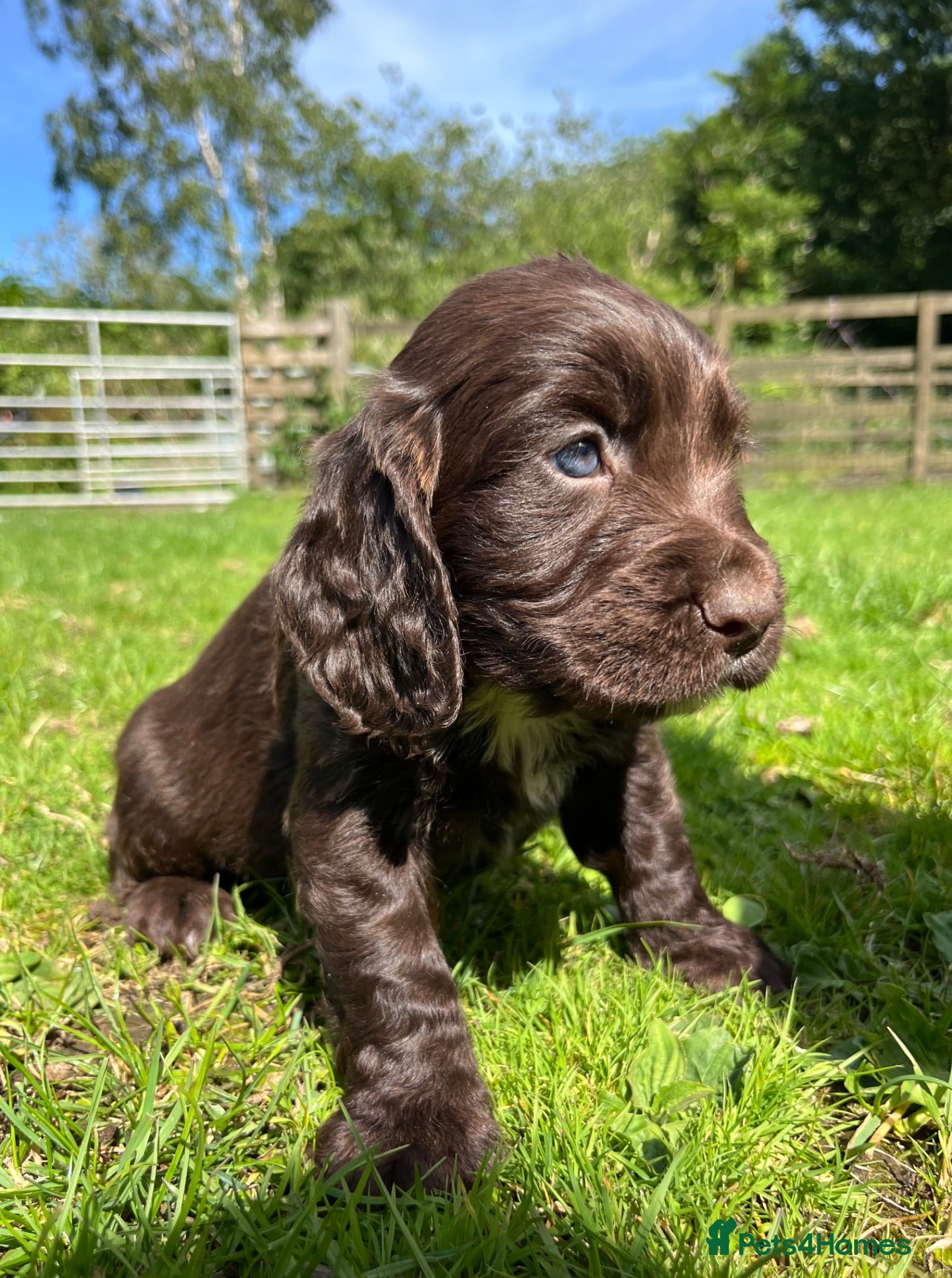 Cocker Spaniel dogs Outstanding cocker spaniel puppies - Advert 15