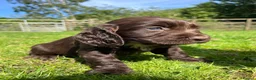 Cocker Spaniel dogs for sale: Outstanding cocker spaniel puppies - Advert 7