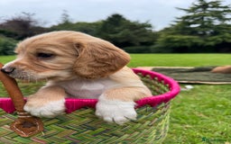 Cocker Spaniel dogs for sale: Stunning Working Cocker Spaniel Puppies - Image 12