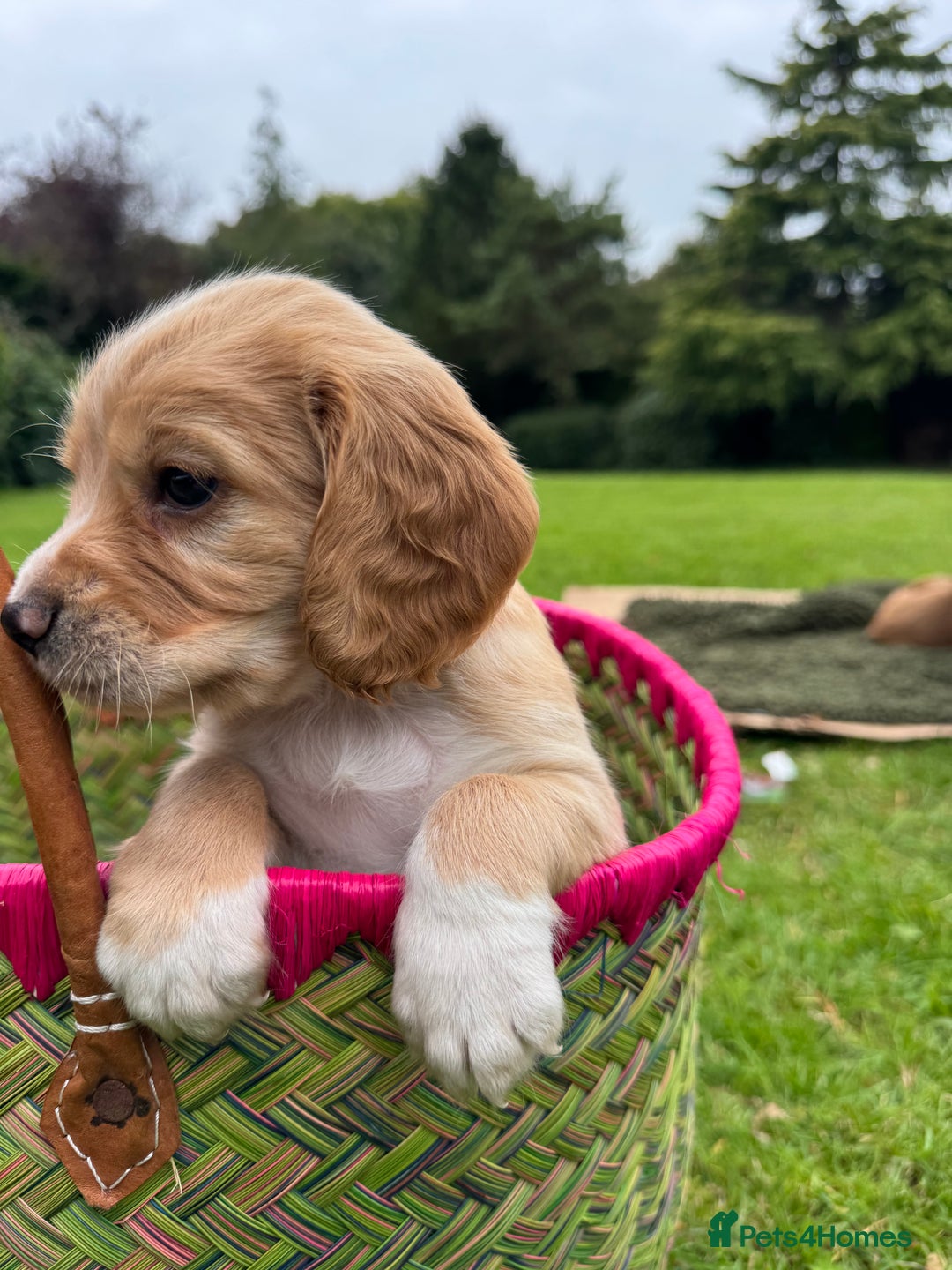 Cocker Spaniel dogs for sale: Stunning Working Cocker Spaniel Puppies - Image 12