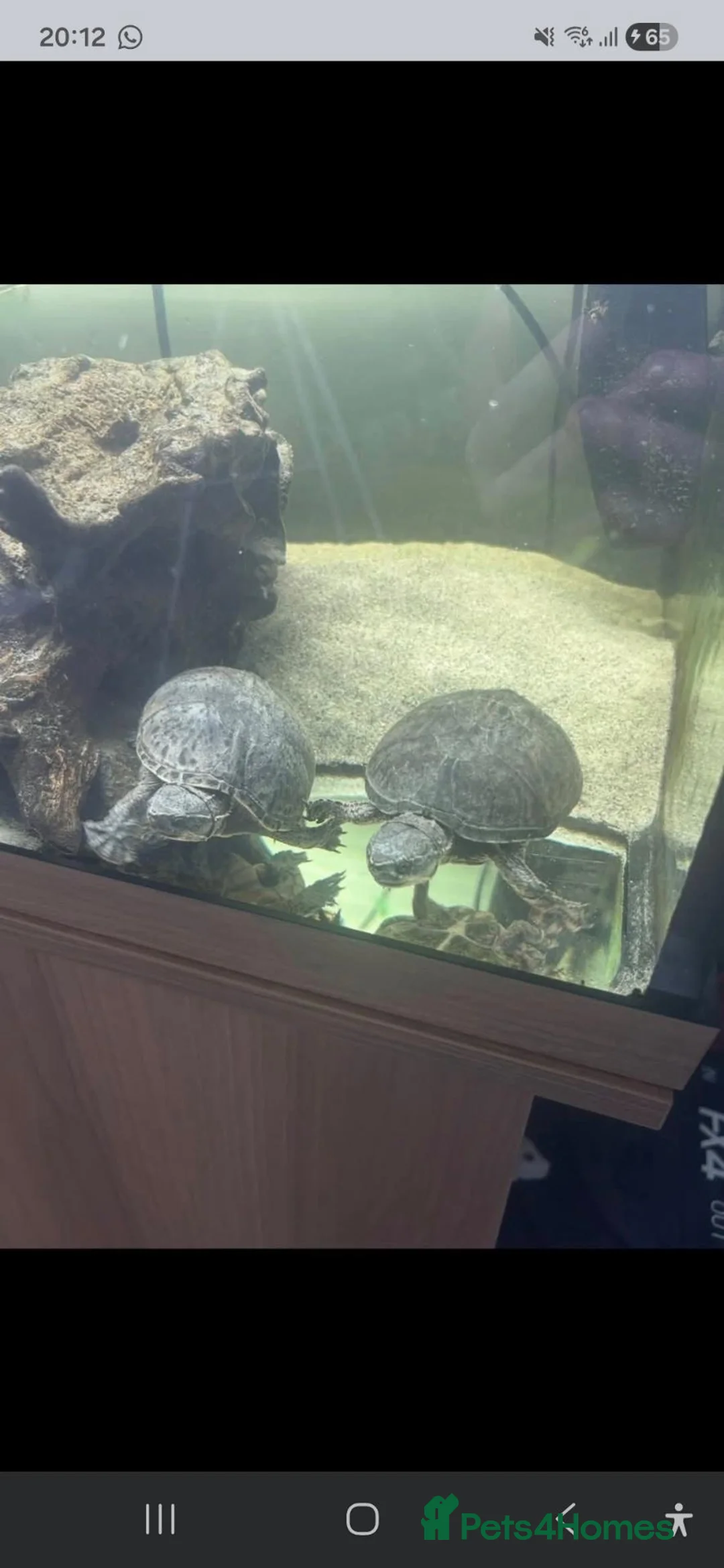 Turtle reptiles for sale: Female Turtle for Sale - Advert 13