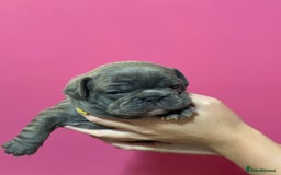 French Bulldog dogs for sale: French Bulldog Puppies – Ready 1st December! 💙 🐾 - Image 3
