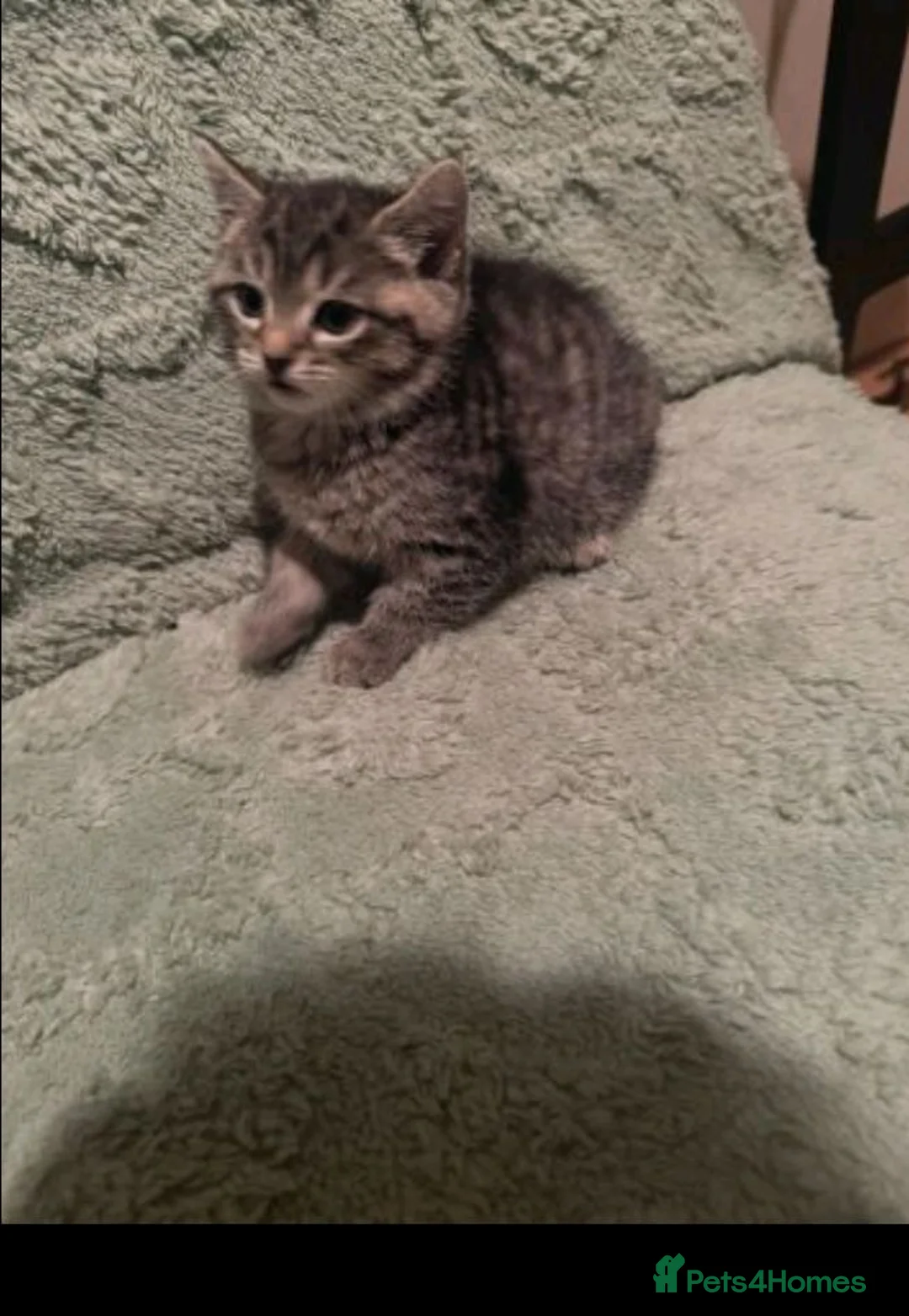 Mixed Breed cats for sale: Adorable kittens sale - Advert 8