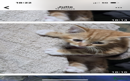 Mixed Breed cats for sale: 4x 8week old kittens - Image 4