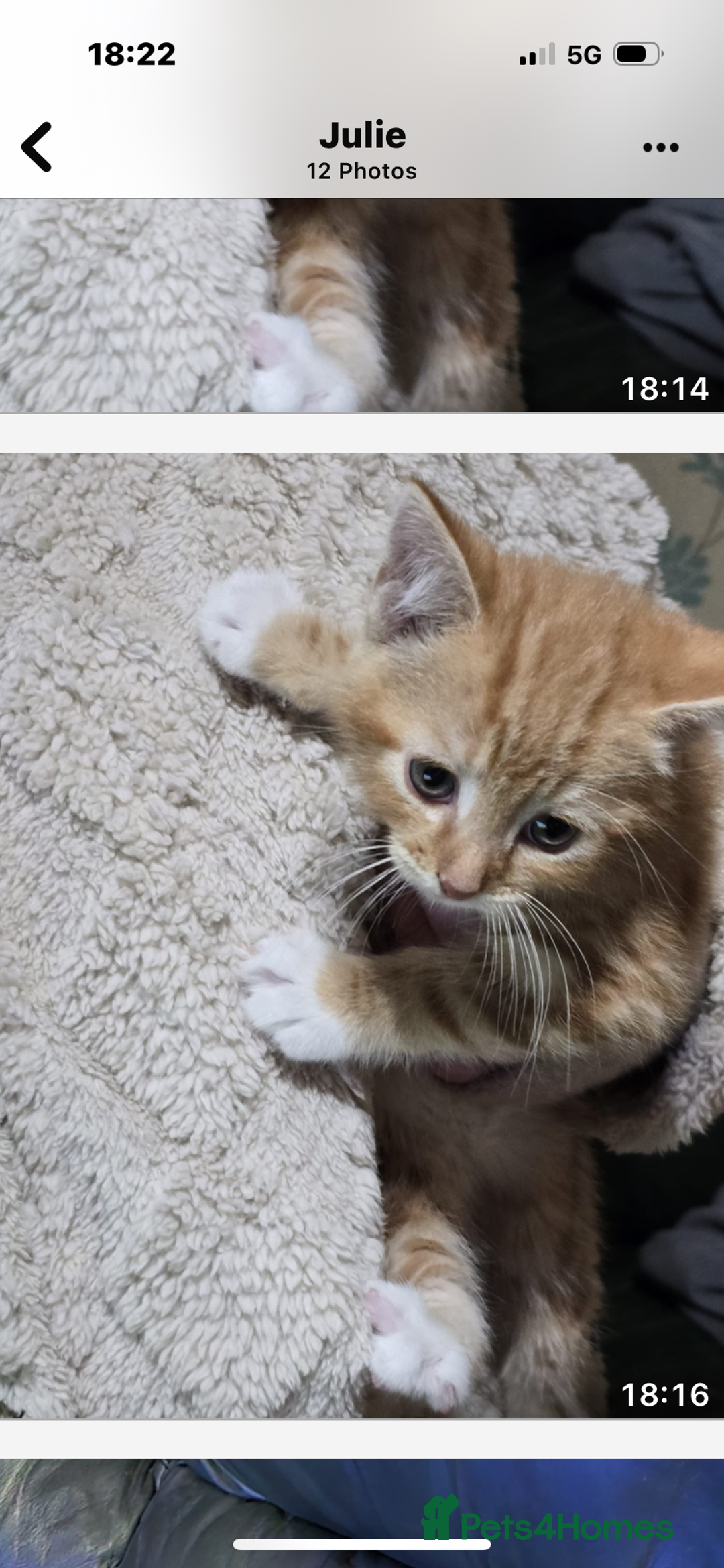 Mixed Breed cats for sale: 4x 8week old kittens - Image 4