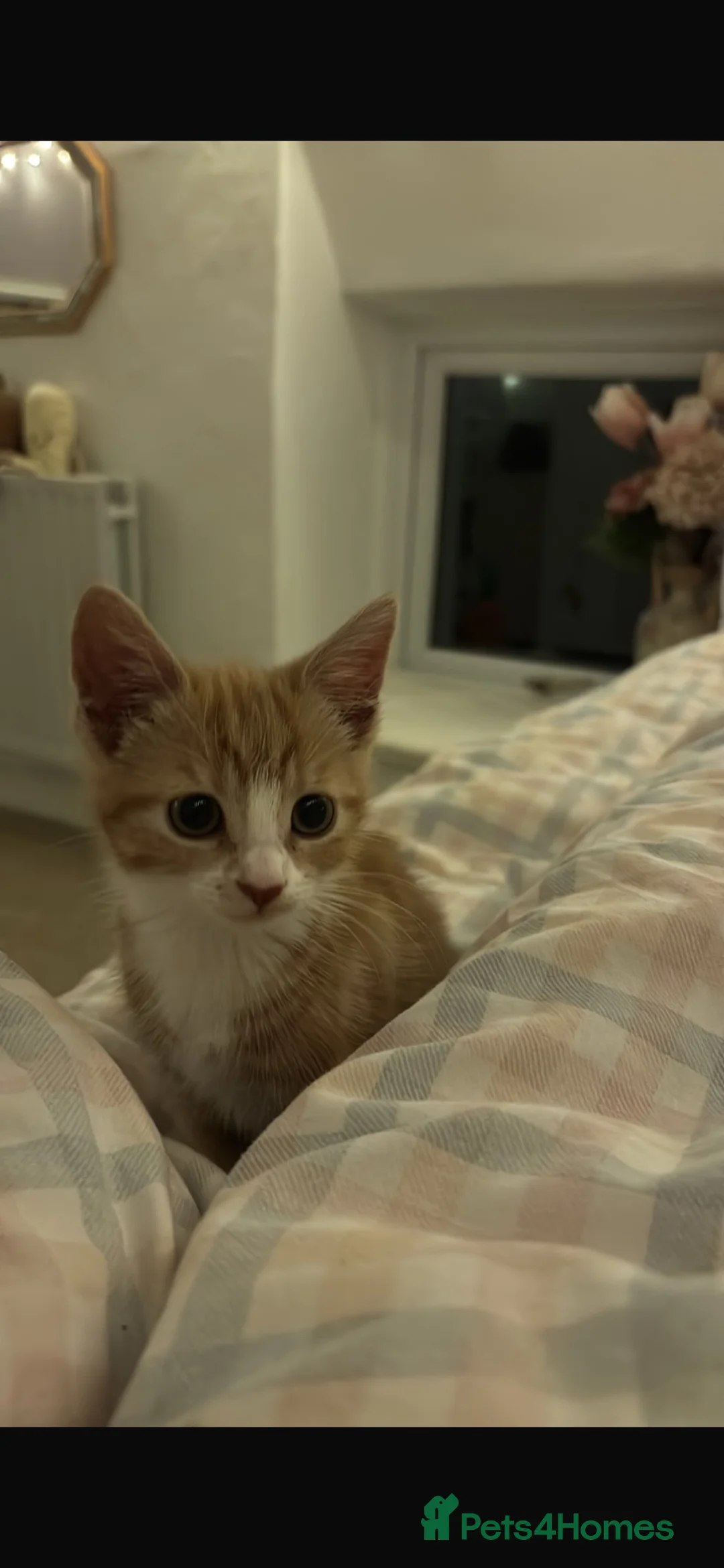 British Shorthair cats for sale: 2 cats to good home in Blackburn - Advert 3