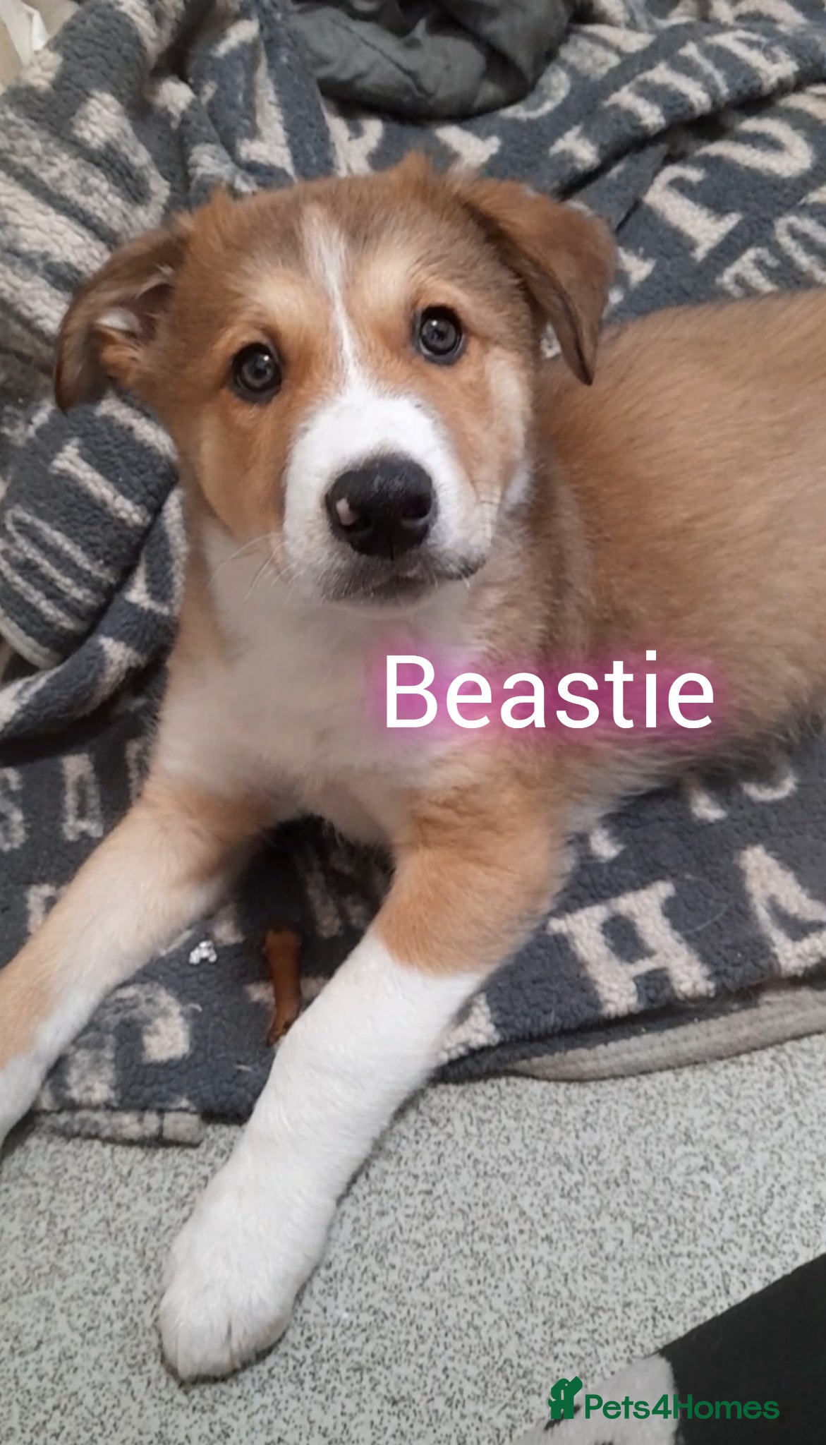 Mixed Breed dogs Babies Ready Now  - Advert 2