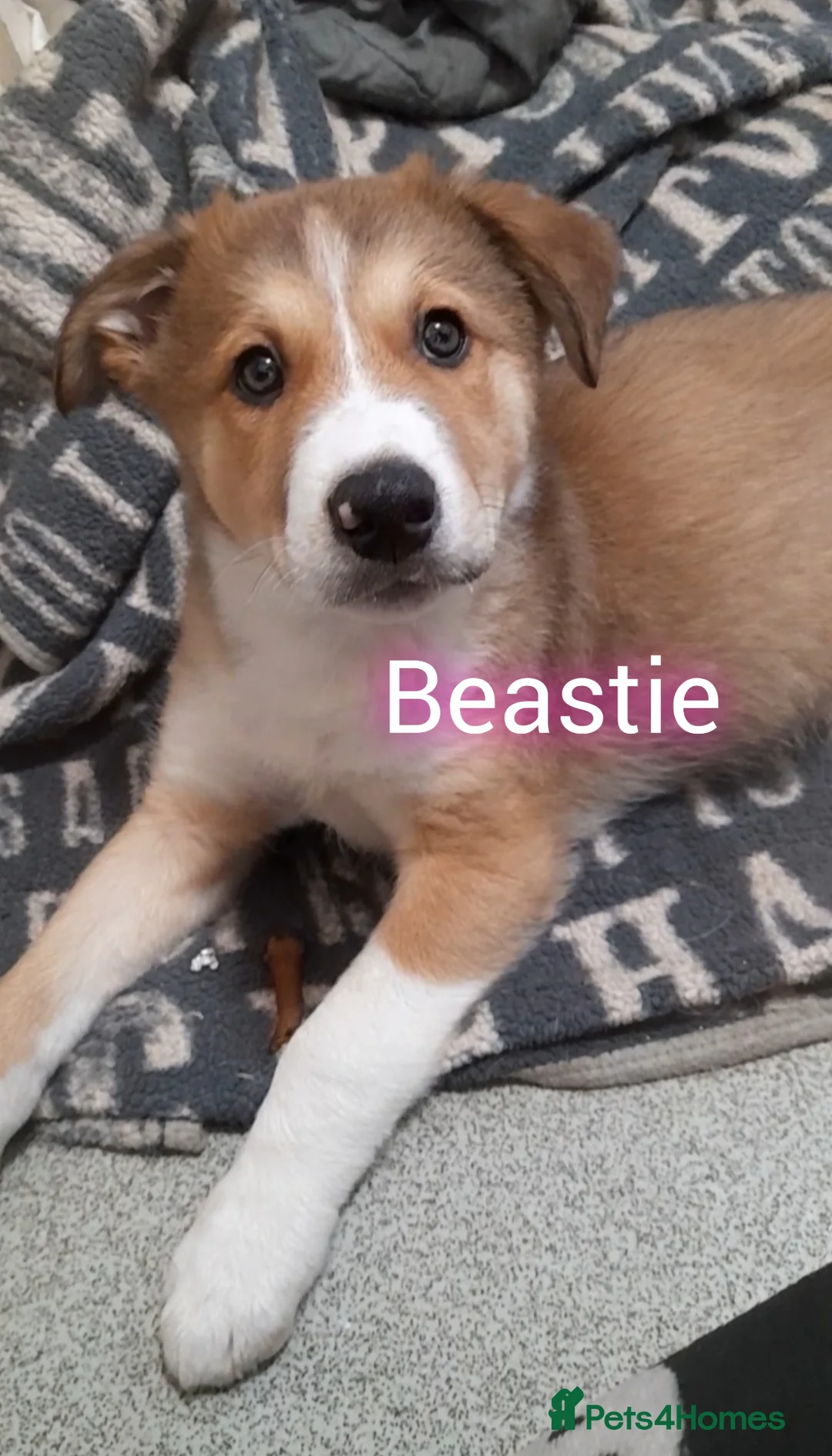 Mixed Breed dogs for sale: Babies Ready Now  - Advert 2