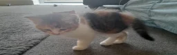 Mixed Breed cats for sale: 4 kittens ready for forever homes in Bristol - Advert 13