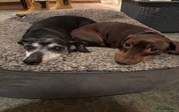 Dachshund dogs for sale: Adorable mini dachshund puppies for sale - Image 11