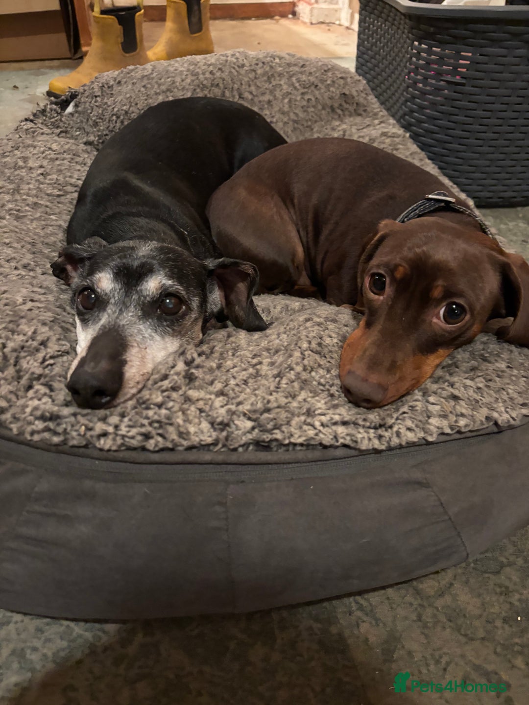 Dachshund dogs for sale: Adorable mini dachshund puppies for sale - Image 11