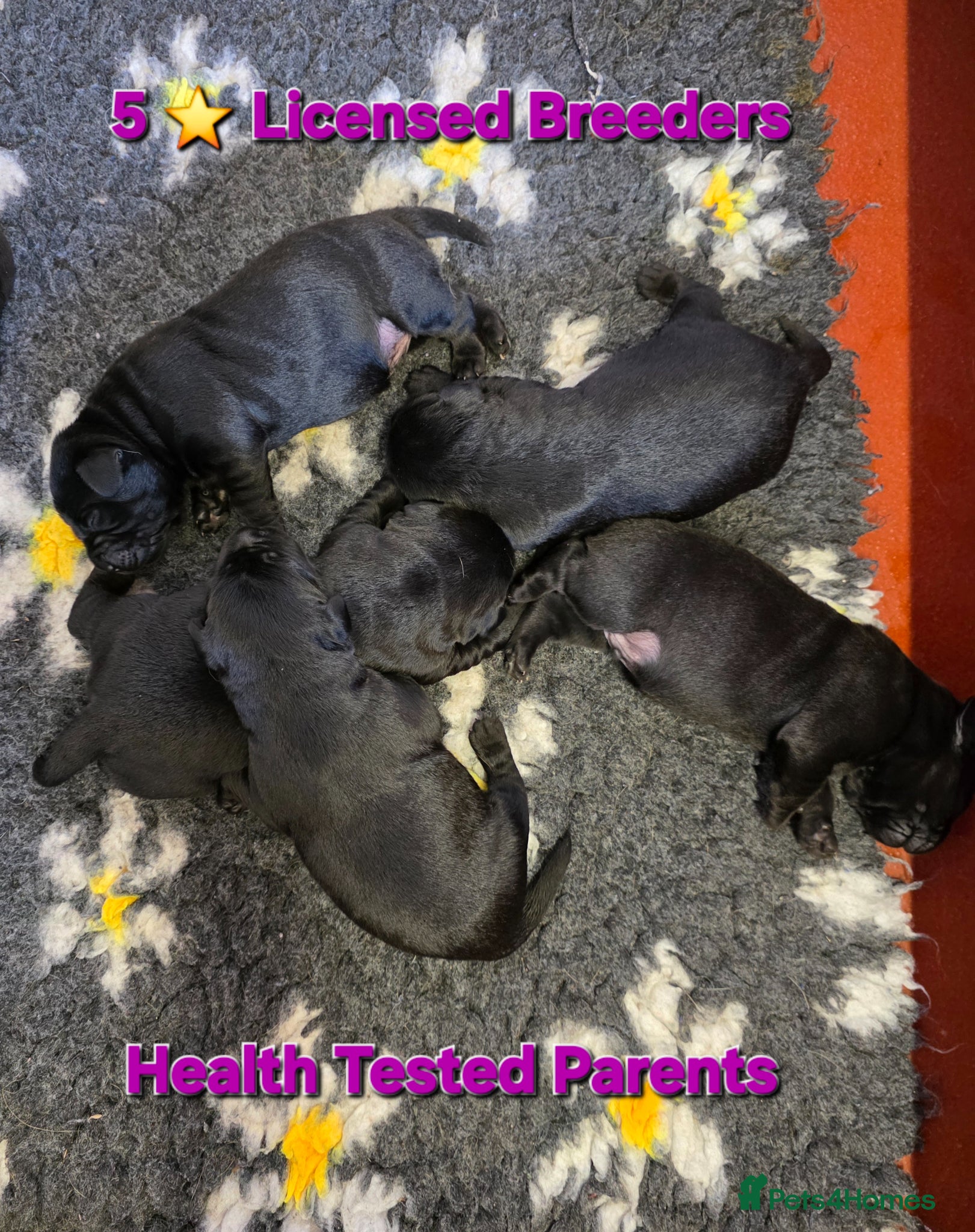 Labrador Retriever dogs Beautiful Black Labrador Puppies  - Advert 1